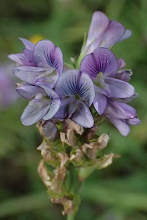 Medicago x varia \ Bastard-Luzerne / Sand Lucerne, D Trennfurt 30.8.2025