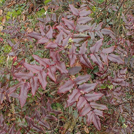 Mahonia x wagneri \ Wagners Mahonie / Wagner's Oregon Grape, D Viernheim 22.2.2022