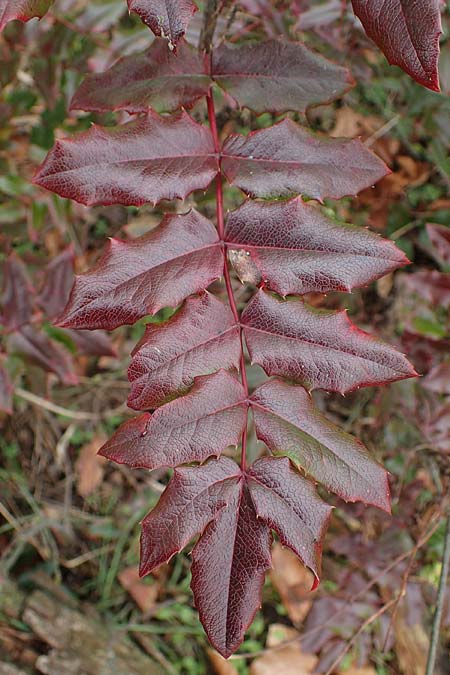 Mahonia x wagneri \ Wagners Mahonie / Wagner's Oregon Grape, D Viernheim 22.2.2022