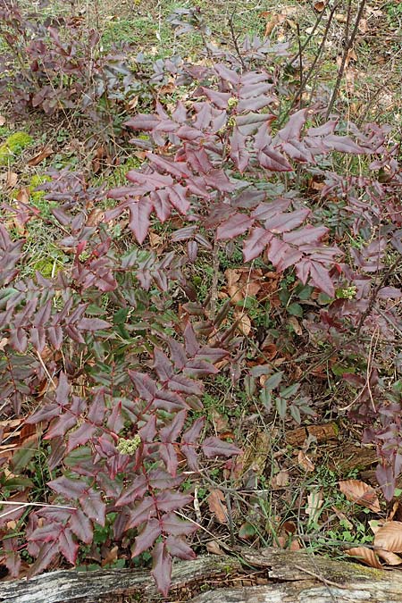 Mahonia x wagneri \ Wagners Mahonie / Wagner's Oregon Grape, D Viernheim 22.2.2022