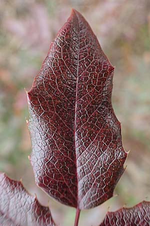 Mahonia x wagneri \ Wagners Mahonie / Wagner's Oregon Grape, D Viernheim 22.2.2022