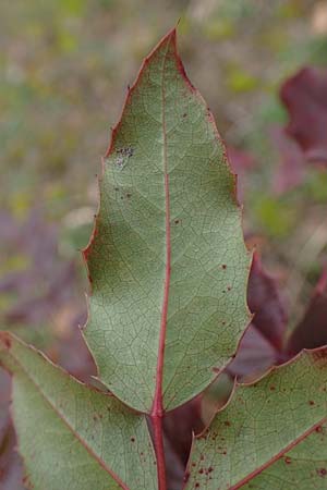 Mahonia x wagneri \ Wagners Mahonie / Wagner's Oregon Grape, D Viernheim 22.2.2022