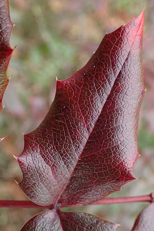 Mahonia x wagneri \ Wagners Mahonie / Wagner's Oregon Grape, D Viernheim 22.2.2022