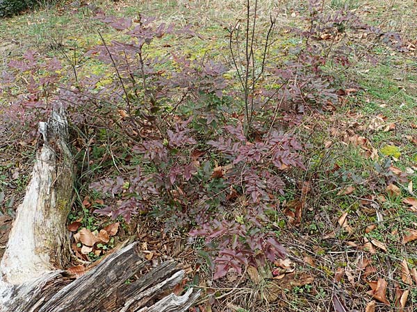 Mahonia x wagneri \ Wagners Mahonie / Wagner's Oregon Grape, D Viernheim 22.2.2022