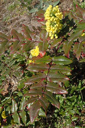 Mahonia x wagneri \ Wagners Mahonie / Wagner's Oregon Grape, D Viernheim 28.3.2022