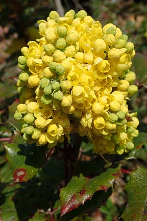 Mahonia x wagneri \ Wagners Mahonie / Wagner's Oregon Grape, D Viernheim 28.3.2022