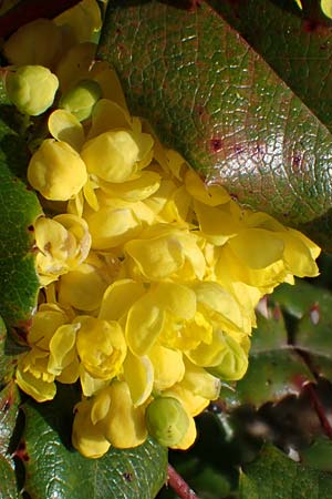 Mahonia x wagneri \ Wagners Mahonie / Wagner's Oregon Grape, D Viernheim 28.3.2022