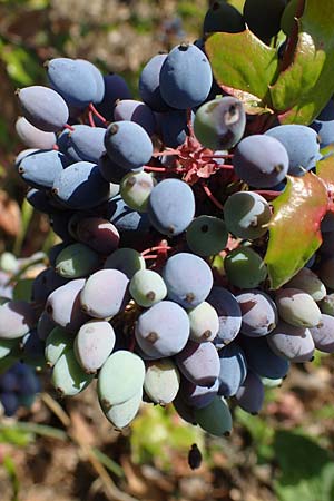 Mahonia x wagneri \ Wagners Mahonie / Wagner's Oregon Grape, D Viernheim 16.6.2022