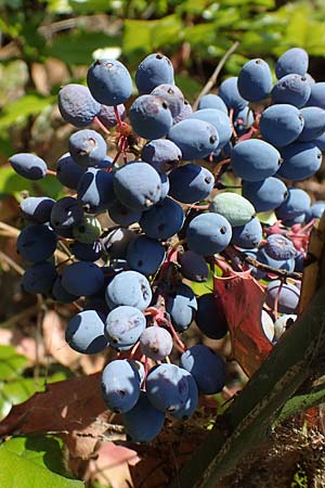 Mahonia x wagneri \ Wagners Mahonie / Wagner's Oregon Grape, D Viernheim 16.6.2022