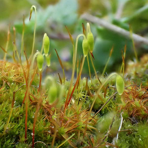 Grimmia trichophylla ? \ Haarbl�ttriges Kissenmoos / Grimmia Dry Rock Moss, D Wachenheim 5.2.2022
