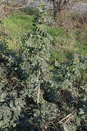 Mahonia x wagneri \ Wagners Mahonie / Wagner's Oregon Grape, D Mannheim,  Friesenheimer Insel 4.3.2022