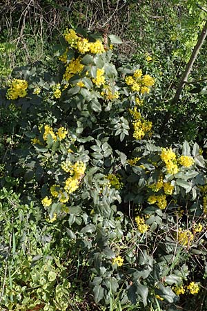 Mahonia x wagneri \ Wagners Mahonie / Wagner's Oregon Grape, D Mannheim,  Friesenheimer Insel 28.3.2022