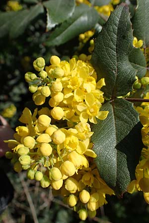 Mahonia x wagneri \ Wagners Mahonie / Wagner's Oregon Grape, D Mannheim,  Friesenheimer Insel 28.3.2022