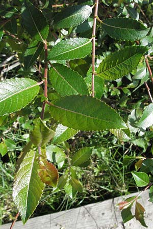 Salix myrsinifolia \ Schwarzwerdende Weide / Dark-Leaved Willow, D Villingen-Schwenningen 18.5.2007