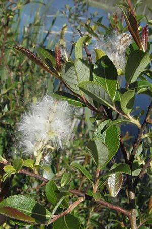 Salix myrsinifolia \ Schwarzwerdende Weide / Dark-Leaved Willow, D Villingen-Schwenningen 18.5.2007