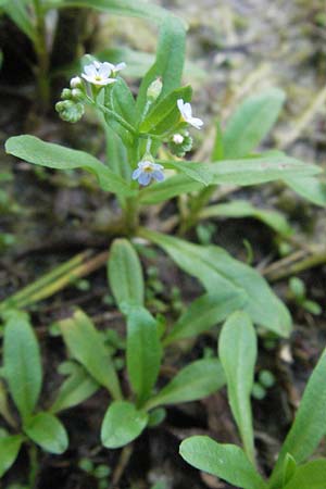 Myosotis scorpioides agg. \ Sumpf-Vergissmeinnicht / Water Forget-me-not, D Eisenberg 27.7.2007