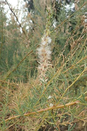 Myricaria germanica \ Deutsche Tamariske, Rispelstrauch / German Tamarisk, D Botan. Gar.  Universit.  T&uuml;bingen 3.9.2016