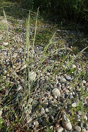 Festuca myuros \ M�useschwanz-Federschwingel, Gew�hnlicher Federschwingel / Rat's-Tail Fescue, D Hartheim 5.6.2018