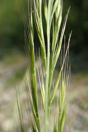 Festuca myuros \ M�useschwanz-Federschwingel, Gew�hnlicher Federschwingel / Rat's-Tail Fescue, D Hartheim 5.6.2018