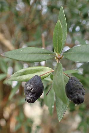 Myrtus communis \ Myrte / Myrtle, D Weinheim an der Bergstra&szlig;e, Botan. Gar.  Hermannshof 13.2.2019