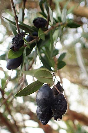 Myrtus communis \ Myrte / Myrtle, D Weinheim an der Bergstra&szlig;e, Botan. Gar.  Hermannshof 13.2.2019