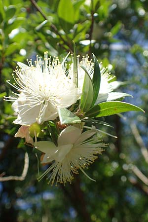 Myrtus communis \ Myrte / Myrtle, D Weinheim an der Bergstra&szlig;e, Botan. Gar.  Hermannshof 23.7.2019