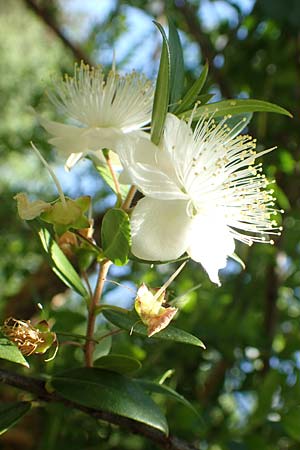 Myrtus communis \ Myrte / Myrtle, D Weinheim an der Bergstra&szlig;e, Botan. Gar.  Hermannshof 23.7.2019
