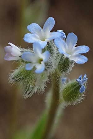 Myosotis ramosissima \ H�gel-Vergissmeinnicht / Early Forget-me-not, D Rheinhessen, Flonheim 2.4.2021