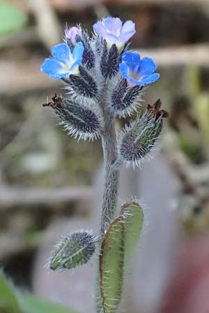 Myosotis ramosissima \ H�gel-Vergissmeinnicht / Early Forget-me-not, D Viernheim 9.5.2021