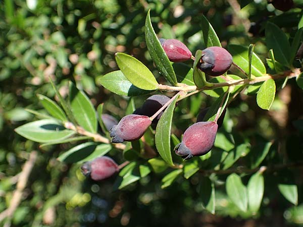 Myrtus communis \ Myrte / Myrtle, D Weinheim an der Bergstra&szlig;e, Botan. Gar.  Hermannshof 10.10.2021