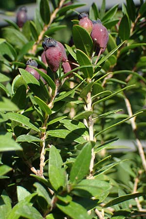 Myrtus communis \ Myrte / Myrtle, D Weinheim an der Bergstra&szlig;e, Botan. Gar.  Hermannshof 10.10.2021