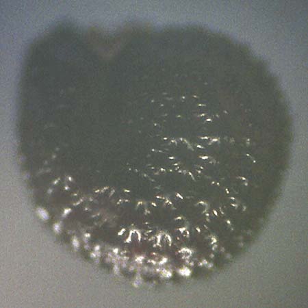 Portulaca papillatostellulata \ Papillenfr&uuml;chtiger Portulak / Papilla-Fruited Purslane, D Mainz 10.10.2018