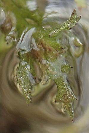 Najas intermedia \ Mittleres Nixenkraut / Intermediate Najad, D Allensbach 3.9.2016