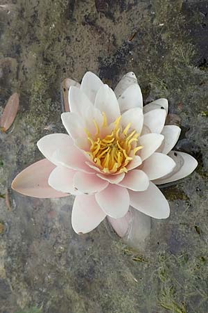 Nymphaea alba \ Wei�e Seerose / White Water-Lily, D Gro&szlig;-Gerau 15.7.2017