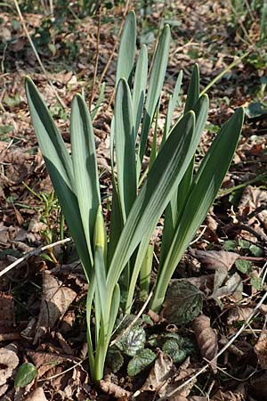 Narcissus pseudonarcissus \ Gelbe Narzisse, Osterglocke / Wild Daffodil, D Mannheim-Pfingstberg 21.2.2018