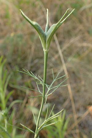 Nigella arvensis \ Acker-Schwarzk�mmel / Field Black Cumin, Wild Fennel, D Darmstadt 6.7.2018