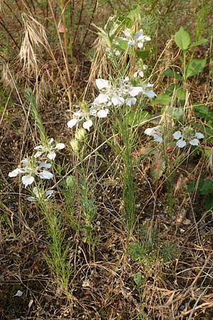 Nigella arvensis \ Acker-Schwarzk�mmel / Field Black Cumin, Wild Fennel, D Darmstadt 6.7.2018