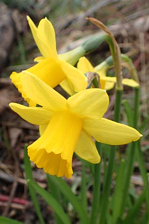 Narcissus x cyclazetta \ Zwerg-Osterglocke / Daffodil tete-a-tete, D Laudenbach 3.3.2020