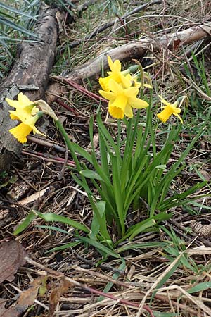Narcissus x cyclazetta \ Zwerg-Osterglocke / Daffodil tete-a-tete, D Laudenbach 3.3.2020