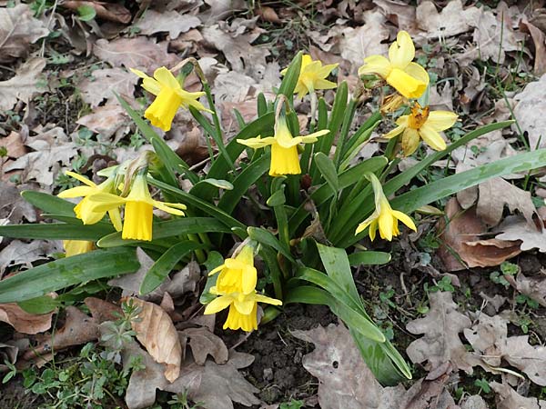 Narcissus x cyclazetta \ Zwerg-Osterglocke / Daffodil tete-a-tete, D Ludwigshafen 18.3.2021