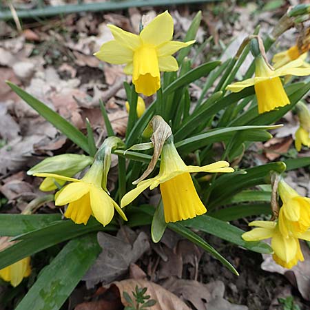 Narcissus x cyclazetta \ Zwerg-Osterglocke / Daffodil tete-a-tete, D Ludwigshafen 18.3.2021
