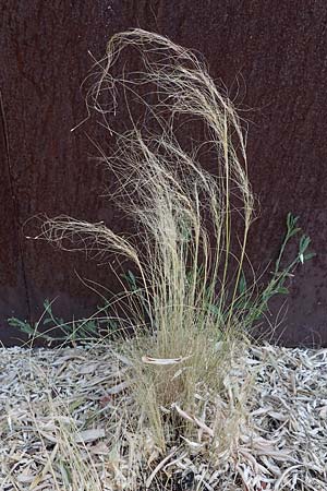 Nassella tenuissima, Mexikanisches Federgras, Engelhaar Nassella tenuissima, Mexikanisches Federgras, Engelhaar