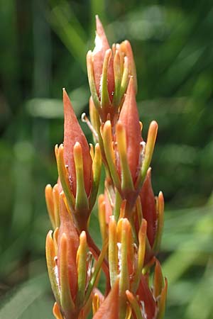Narthecium ossifragum \ Beinbrech / Bog Asphodel, D Elmpt 6.9.2021