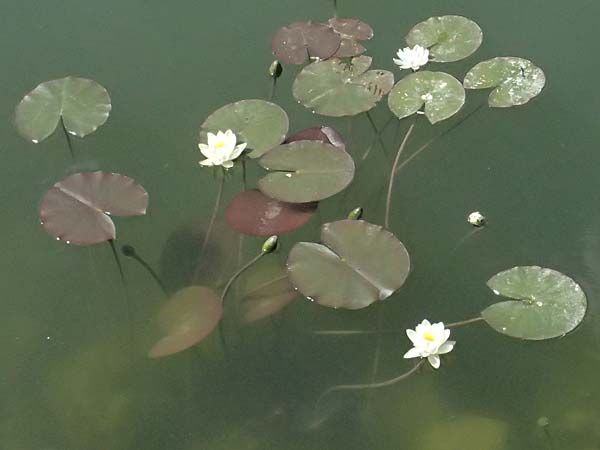 Nymphaea alba \ Wei�e Seerose / White Water-Lily, D G&uuml;nzburg 24.5.2025