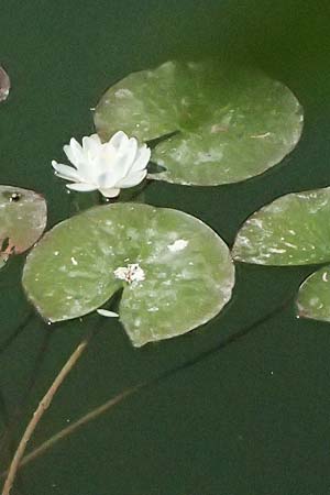 Nymphaea alba \ Wei�e Seerose / White Water-Lily, D G&uuml;nzburg 24.5.2025