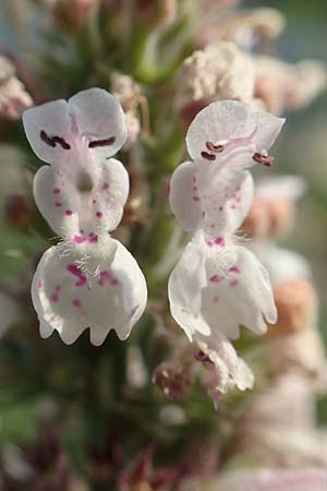 Nepeta cataria \ Echte Katzenminze / Catnip, D Mannheim 24.9.2017