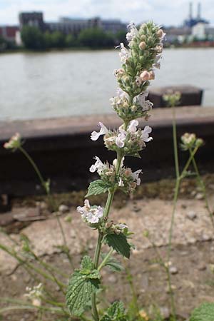 Nepeta cataria, Echte Katzenminze Nepeta cataria, Echte Katzenminze