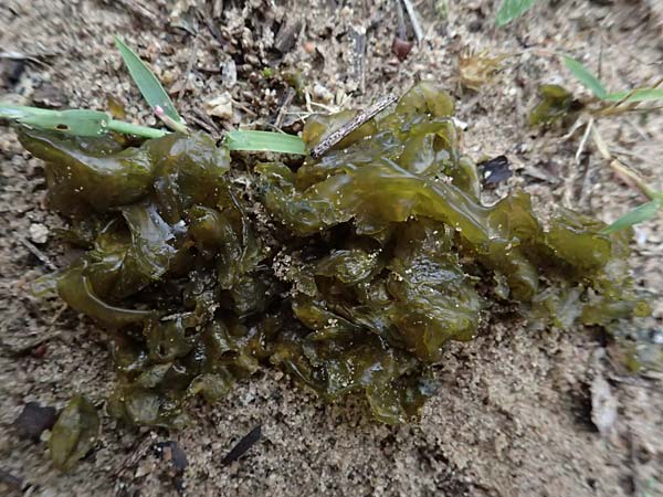 Nostoc commune \ Gew�hnliche Blau-Alge / Fallen Star, D Jugenheim an der Bergstra&szlig;e 10.9.2025