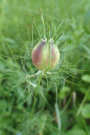 Nigella damascena \ Damaszener Schwarzk�mmel, Jungfer im Gr�nen / Love in a Mist, Devil in a Bush, D Lonetal bei/near Bissingen 28.6.2016