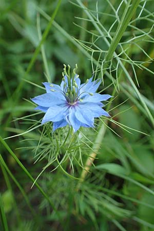 Nigella damascena \ Damaszener Schwarzk�mmel, Jungfer im Gr�nen / Love in a Mist, Devil in a Bush, D Lonetal bei/near Bissingen 28.6.2016